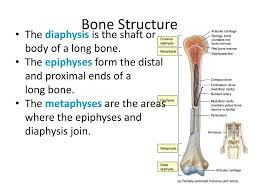 When congenital defects, trauma, or diseases are present, there is a significant need for naturally produced bioceramics are an interesting alternative to biphasic calcium phosphate materials. Ppt Bone Structure Powerpoint Presentation Free Download Id 2064486