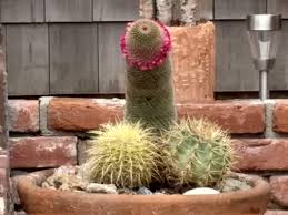 Post 3720498: Cactus inanimate penis Plant