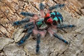 As spiders go, the brazilian jewel tarantula, or typhochlaena seladonia, is one of the prettier arachnids out there, with its colourful body and iridescent legs. Gil Wizen On Twitter Brazilian Jewel Tarantula Typhochlaena Seladonia Arguably One Of The Most Beautiful Tarantulas In The World It S Extremely Difficult To Photograph This Species Well It Is Skittish And Shy