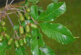 Image result for Vitex madiensis