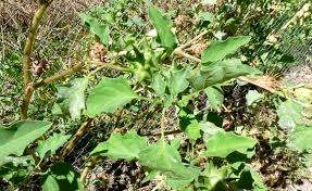 Image result for Datura ferox