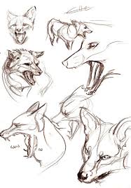 Animal Head Reference Foxes Ref Wolves Dogs Canines Heads Animals Esbocos De Animais Desenho Canino Tutoriais De Desenho