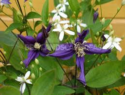 Maybe you would like to learn more about one of these? Favorite Varieties Of Clematis The Opinion Of The Collector Best Landscape Ideas