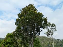 Image result for Gomphia