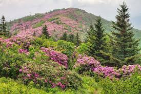 Blue Ridge Mountain Rhododendron Roan Mountain Bloom Extravaganza By Bill Swindaman Blue Ridge Mountains Rhododendron Scenic