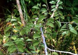 Image result for Oldenlandia angolensis