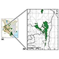 Image result for Cyphostemma heterotrichum