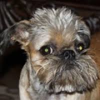 Search for brussels griffon rescue dogs for adoption. Brussels Griffon Rescue Adoptions