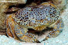 Image result for Exacum zombense