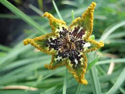 Image result for Ferraria
