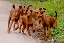 Image result for irský teriér