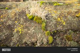 They come in all shapes and sizes, from little button mushrooms to giant puffballs, so big they. Green Moss On Stone Image Photo Free Trial Bigstock
