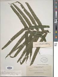 Image result for Amblovenatum