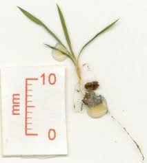 Image result for Hypolytrum