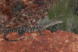 Black And White Lizard Australia Varanus Giganteus Monitor Lizard Australian Wildlife Reptiles