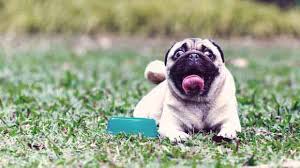 Hair loss in dogs may be caused by many reasons dog hair loss is one of the common symptoms of this condition. Canine Hair Loss The Causes Of Alopecia Petcarerx