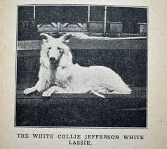 Pin On Vintage And Antique Collie Pictures
