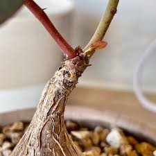 Image result for Phyllanthus mendesii