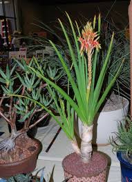Image result for Aloe cooperi