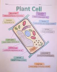 Animal cells are generally smaller than plant cells and lack a cell wall and chloroplasts; A School Called Home Growing Some Plant Cells Blog Post About Building A Plant Cell With Your Students Plant Cell Science Cells Biology Classroom