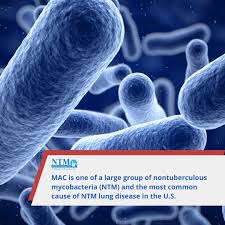 Image result for Mycobacteria