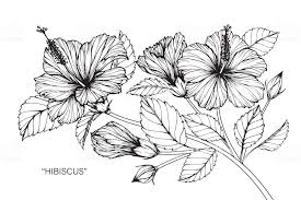 Hand Drawing And Sketch Hibiscus Flower Black And White With Line Dessin Hibiscus Comment Dessiner Une Fleur Dessin Fleur
