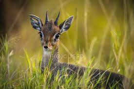 Image result for Vigna kirkii