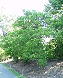 Image result for Vepris drummondii