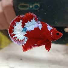 4 мин и 19 сек. Plakat Tail Bold Hellboy Betta Fish Betta Fish Types Betta Fish Fish