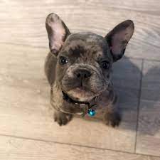 Beauteous french bulldog puppies for sale. We Re Active And Knowledgeable Breeder Of French Bulldogs Our Puppies Are Akc Registered French Bulldog Cute French Bulldog Purebred Dogs
