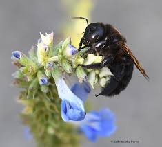 Carpenter bees are species in the genus xylocopa of the subfamily xylocopinae. Valley Carpenter Bees Drama In The Garden Bug Squad Anr Blogs