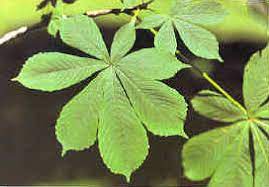 Male (staminate) flowers are formed in the axils of successive or alternate leaves in early june, in groups of cylindrical catkins (aments) as long as or longer than the leaves. Tree Identification The American Chestnut Foundation