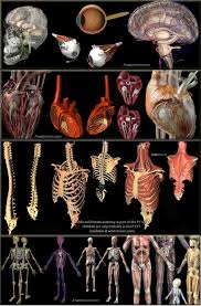 Complete Human Anatomy Male Female 5000 Parts Anatomium P1 3d Model Max C4d Obj 3ds Fbx Lwo Stl 3dexport Com By Anato Man Anatomy Anatomy Human Anatomy