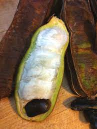 We sell every type of fruit trees! Ice Cream Bean Tree Inga Edulis Urban Tropicals