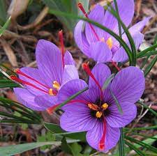 Need Some Tips On How To Plant Fall Bulbs To Get The Best Spring Flowers Click Here To Get Some Good Ideas On Makin Saffron Flower Saffron Crocus Crocus Bulbs