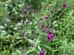 Image result for Gomphrena globosa