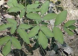 Image result for Tinnea vesiculosa