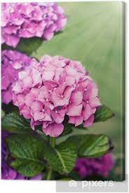 Nella foto in alto, l'ortensia bianca hydrangea macrophylla varietà 'noblesse'. Quadro Su Tela Mazzo Di Fiori Di Ortensia Tonica Con Raggi Di Luce Pixers Viviamo Per Il Cambiamento