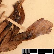 Image result for Aframomum alboviolaceum