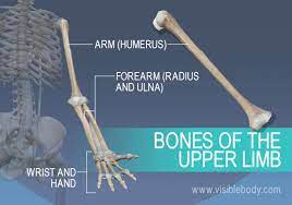 The Humerus Radius Ulna And Bones Of The Wrist And Hand Anatomy Bones Human Skeleton Anatomy Medical Knowledge