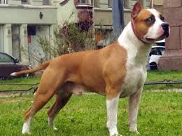 American Staffordshire Terrier Courageous And Strong The American Staffordshire Staffordshire Terrier American Staffordshire Terrier American Staffordshire