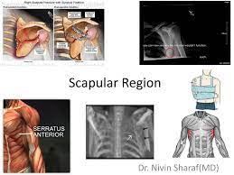Ppt Scapular Region Powerpoint Presentation Free Download Id 2176669