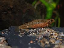 Image result for Microcharis