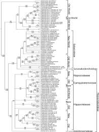Image result for Hippocratea ritschardii