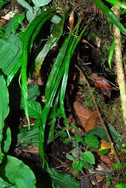 Image result for Loxogramme abyssinica