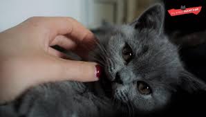 Eye color depends on coat color, but you can expect british blues to have gold eyes and those with point coloring to have blue eyes. How Do You Take Care Of A British Shorthair Cat Full Guide For First Time Owners My British Shorthair