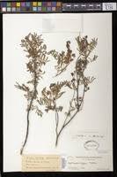 Image result for Caesalpinia rubra