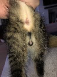 Meowing kittens with their mother !! Is My Cat Male Pic Included Mumsnet