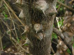 Image result for Harrisonia