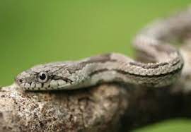 Gray Rat Snake Care Sheet Rat Snake Snake Pet Snake